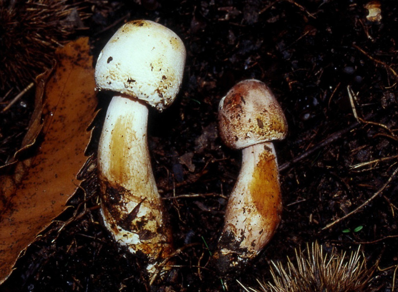Agaricus fotog.07.07.09.